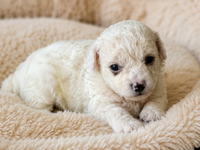 Bichon Frise Welpe kaufen