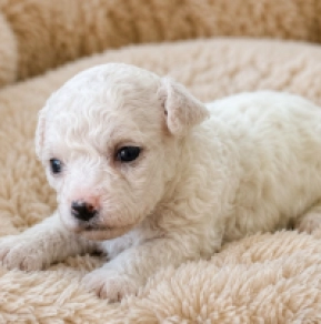 Bichon Frise Welpe kaufen