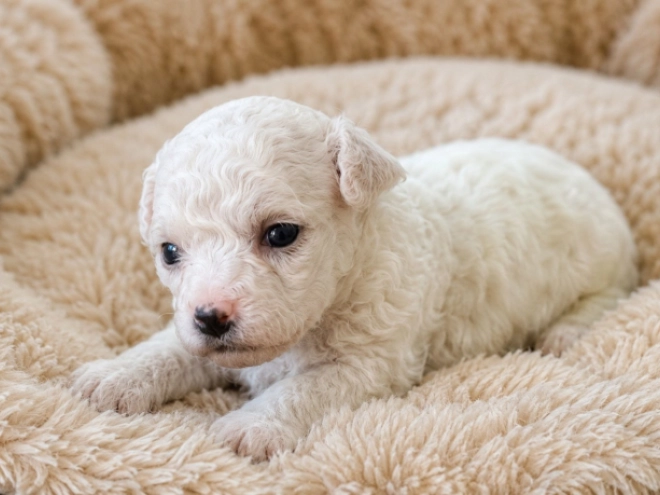 Bichon Frise Welpe kaufen