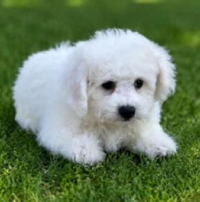 Bichon Frise Welpe kaufen