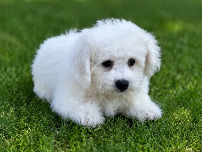 Bichon Frise Welpe kaufen