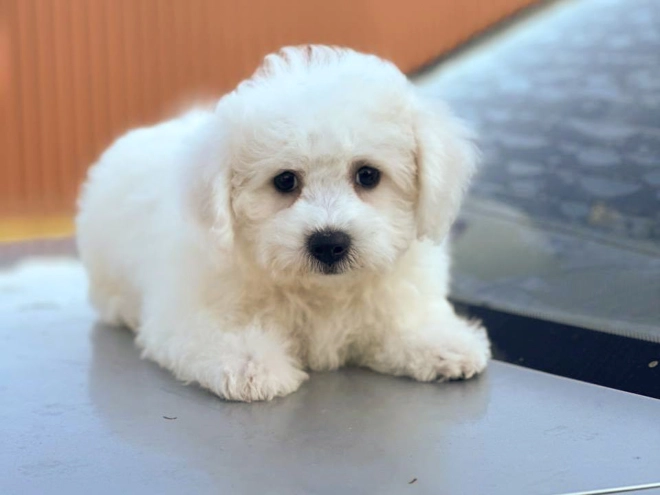 Bichon Frise Welpe kaufen
