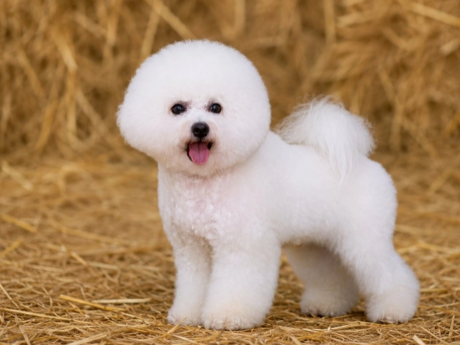 Bichon Frise Welpe kaufen