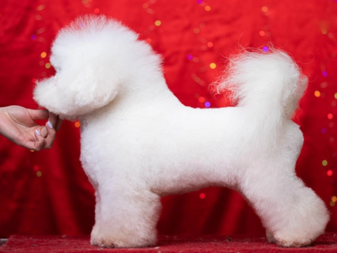 Bichon Frise Welpe kaufen