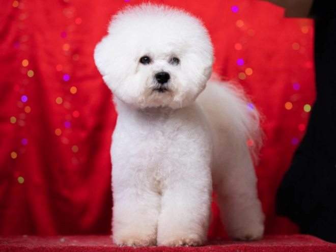 Bichon Frise Welpe kaufen