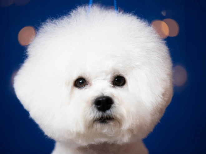 Bichon Frise Welpe kaufen