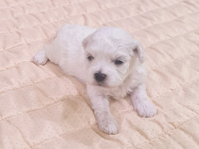 Bichon Frise Welpe kaufen