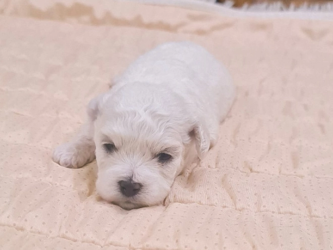 Bichon Frise Welpe kaufen