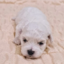 Bichon Frise puppy for sale