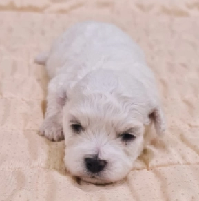 Bichon Frise Welpe kaufen