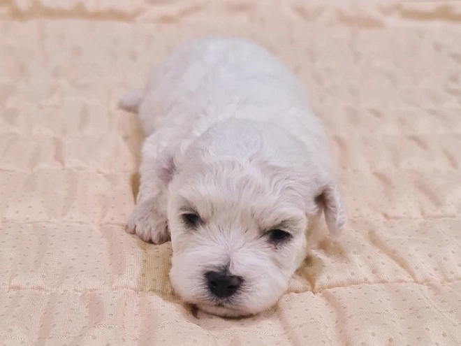 Bichon Frise Welpe kaufen