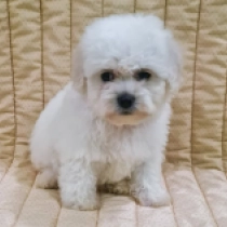 Ozone, white Bichon Frise Welpen kaufen