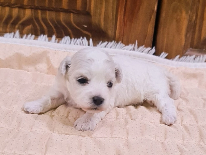 Perros Bichón Frisé en venta