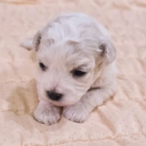 Minnie, white Bichón Frisé en venta