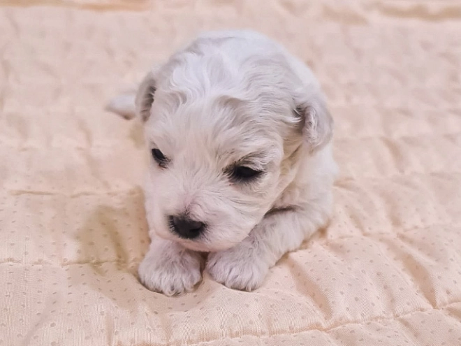 Perros Bichón Frisé en venta