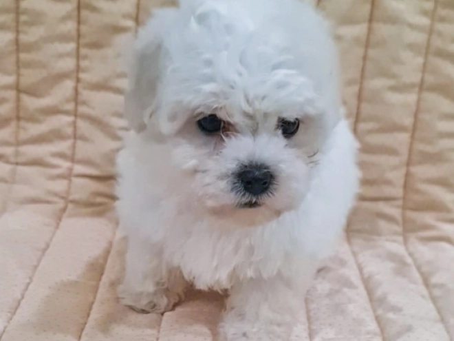 Bichon Frise puppy for sale