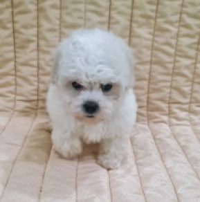 Perros Bichón Frisé en venta
