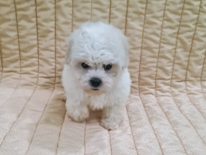 Bichon Frise puppy for sale