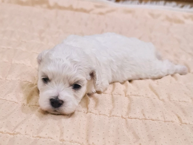 Bichon Frise Welpe kaufen