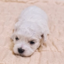 Pearly, white Bichón Frisé en venta