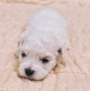 Bichon Frise Welpe kaufen