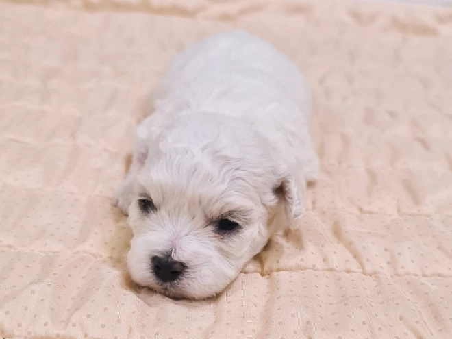 Bichon Frise Welpe kaufen