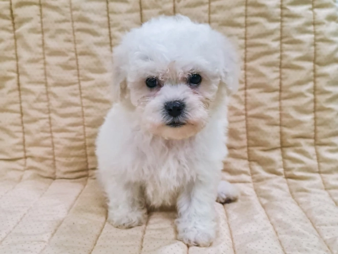 Perros Bichón Frisé en venta