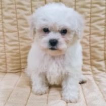 Pearly, white Bichon Frise Welpen kaufen