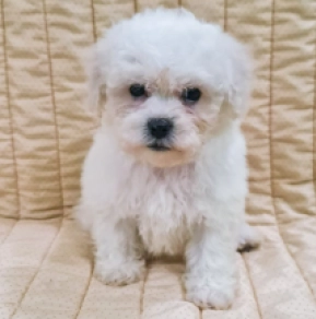 Perros Bichón Frisé en venta