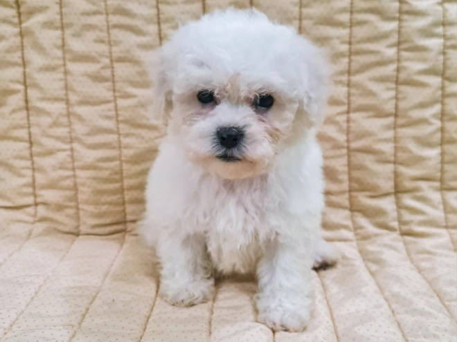 Perros Bichón Frisé en venta