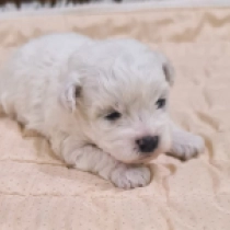 Bichon Frise puppy for sale