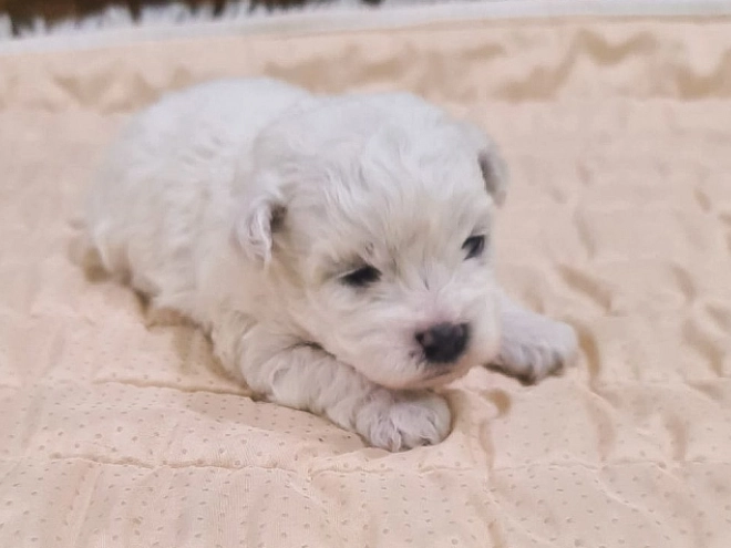 Perros Bichón Frisé en venta