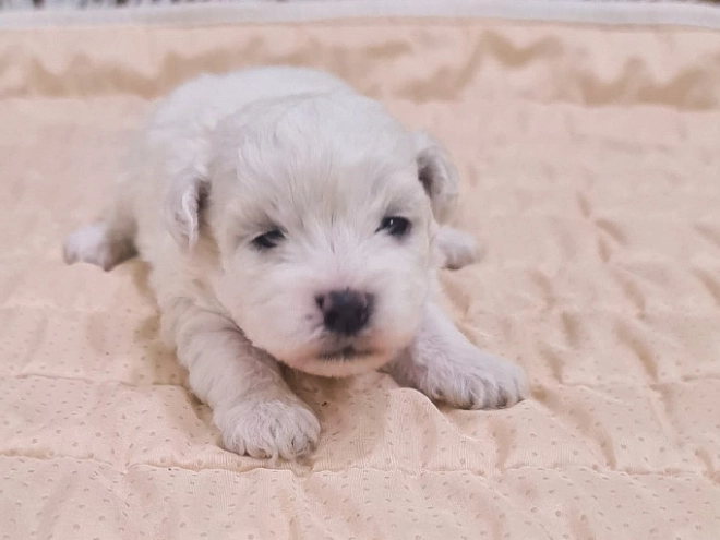 Perros Bichón Frisé en venta
