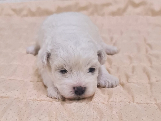 Perros Bichón Frisé en venta