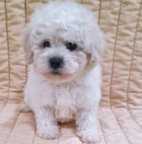 Perros Bichón Frisé en venta