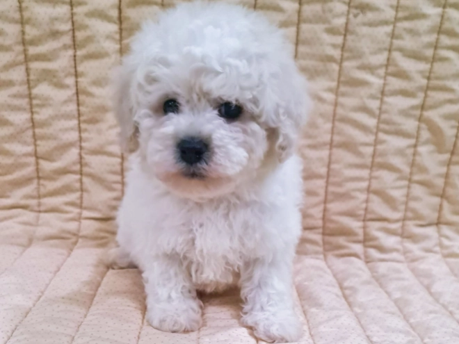Perros Bichón Frisé en venta