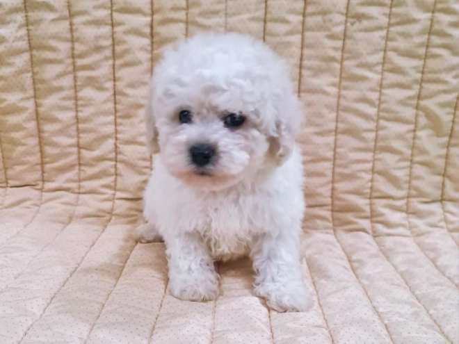 Perros Bichón Frisé en venta