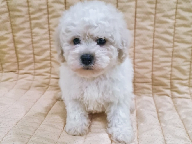 Perros Bichón Frisé en venta
