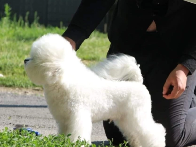 Bichon Frise Welpe kaufen