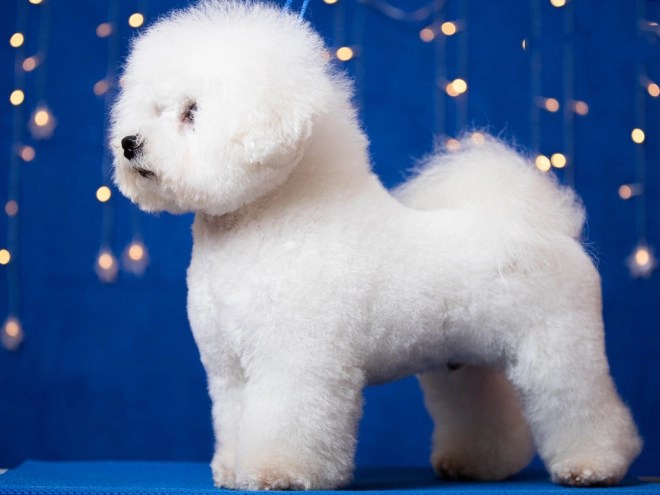 Bichon Frise Welpe kaufen