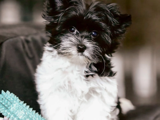Biewer Yorkie puppy for sale