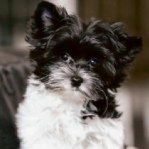Perros Biewer Yorkie en venta
