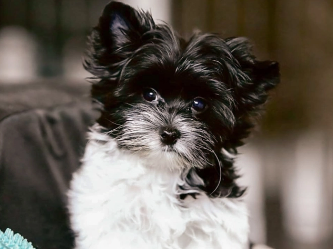 Biewer Yorkie puppy for sale