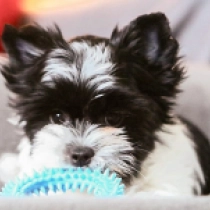 Perros Biewer Yorkie en venta