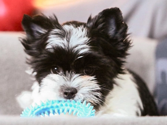 Biewer Terrier Welpe zu verkaufen