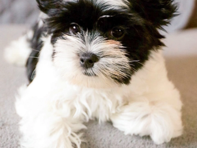 Biewer Terrier Welpe zu verkaufen