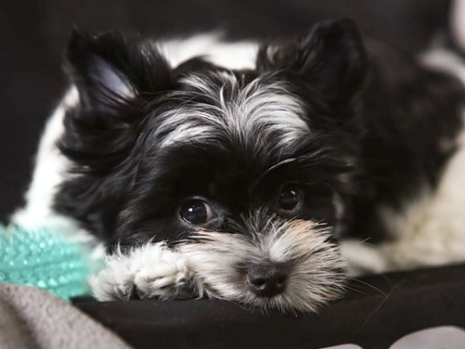 Biewer Terrier Welpe zu verkaufen