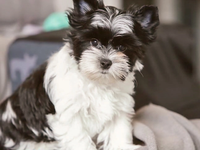 Biewer Terrier Welpe zu verkaufen