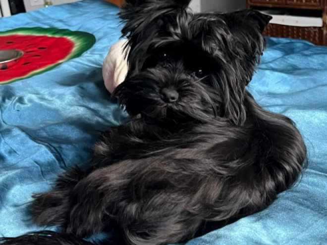 Biewer Yorkie puppy for sale