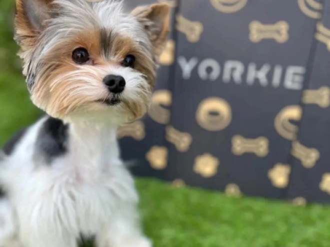 Biewer Yorkie puppy for sale
